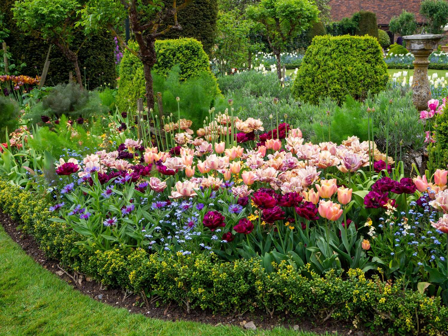 Mélange de tulipes 'Katja'
